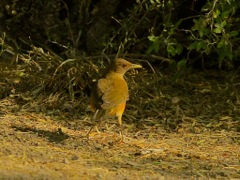 Clay-colored Robin