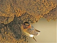 Cliff Swallow