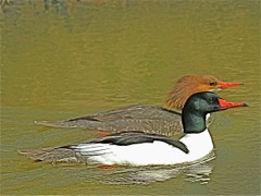 Common Mergansers (m, f)