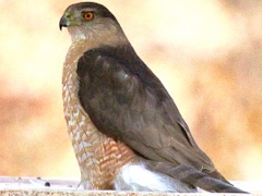 Cooper's Hawk