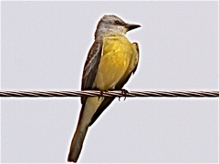 Couch's Kingbird