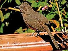 Curve-billed Thrasher