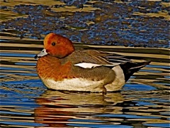 Eurasian Wigeon (m)