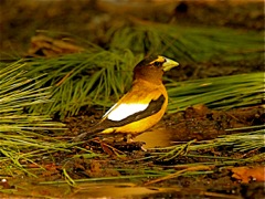 Evening Grosbeak (m)