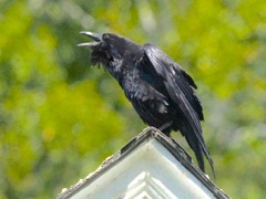 American Crow