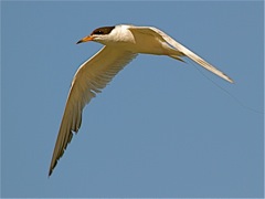 Forster's Tern