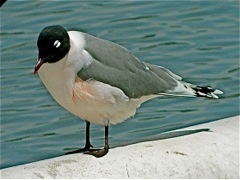 Franklin's Gull