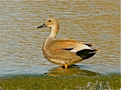 Gadwall (m)