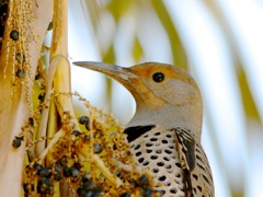 Gilded Flicker (f)