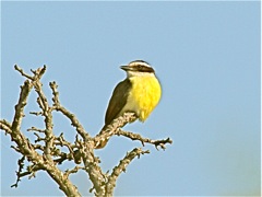 Great Kiskadee