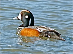 Harlequin Duck (m)