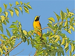 Hooded Oriole (m)