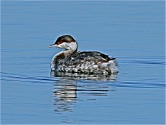 Horned Grebe (non-br)