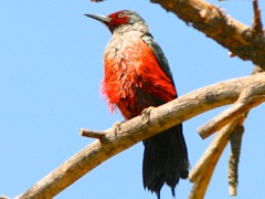 Lewis's Woodpecker