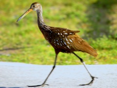 Limpkin
