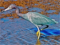 Little Blue Heron
