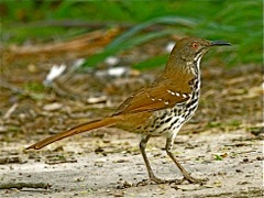 Long-billed Thrasher