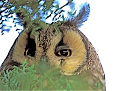 Long-eared Owl