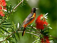 Baltimore Oriole (m)