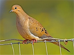 Mourning Dove