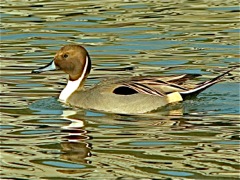 Northern Pintail (m)