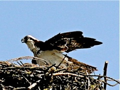 Osprey on nest