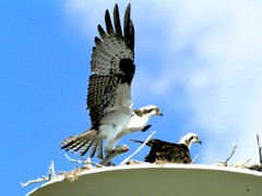 Ospreys (adult, im)