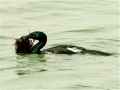 Pelagic Cormorant, with nest material
