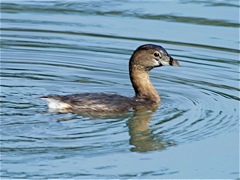 Pied-billed Grebe (non-br)