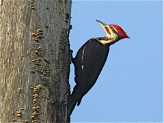 Pileated Woodpecker (m)