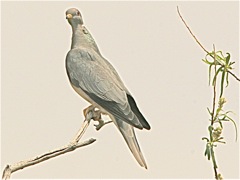 Band-tailed Pigeon
