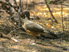 Plain Chachalaca