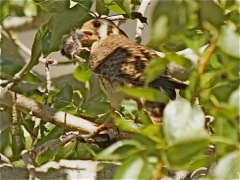 Prairie Falcon with prey