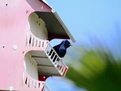 Purple Martin (m)