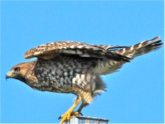 Red-shouldered Hawk