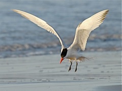 Royal Tern