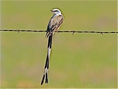 Scissor-tailed Flycatcher