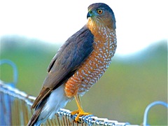 Sharp-shinned Hawk